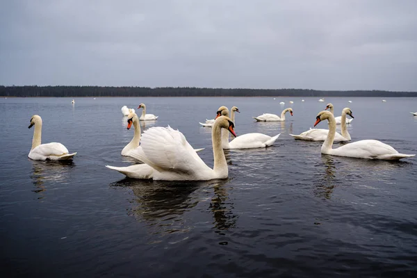Large Flock White Swans Swimming Lake Snow Winter Latvia — Stock Photo, Image