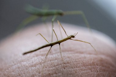 Küçük Medauroidea extra dentata, yaygın olarak Vietnam ya da Annam bastonu olarak bilinen, Phasmatidae familyasından bir tür. Elimde yürüyorum..