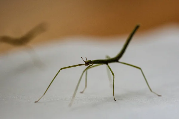 Small Medauroidea Extradentata Commonly Known Vietnamese Annam Walking Stick Species — Stock Photo, Image