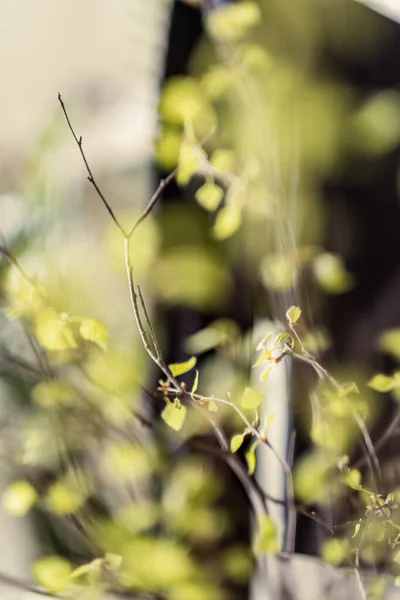 Свіже Зелене Листя Берези Гілки Цвітуть Навесні Гарним Розмитим Фоном — стокове фото