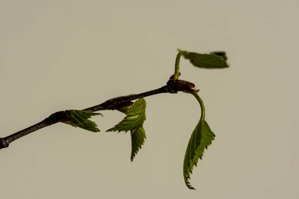 Frische Grüne Birkenblätter Und Zweige Die Frühling Blühen Mit Einem — Stockfoto