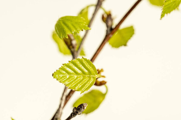 fresh green birch tree leaves and branches blooming in spring with nice blur background