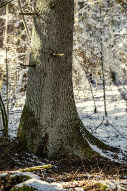 Kış ormanlarında ağaçların altındaki gölgeler, düşük karlı ve yeşil yosunlu