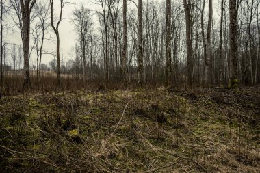 Kışın ağaçsız ve karsız bir kış ormanı. Letonya 'da park geçidi