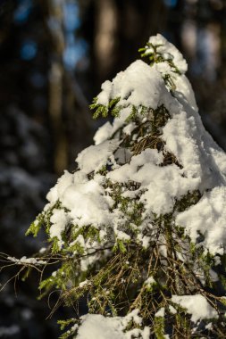 Kışın yaşlı ağaç gövdeleri ve yeşil bitki örtüsü olan orman. Ağaçların dağınık bereketi