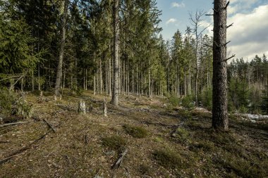 Kışın ağaçsız ve karsız bir kış ormanı. Letonya 'da park geçidi