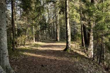 Kışın ağaçsız ve karsız bir kış ormanı. Letonya 'da park geçidi