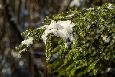 Güneşli kış mevsiminde yapraklar ve iğneler bulanık arkaplan dokusunda kar ve buzla kaplıdır.