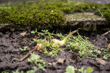 Doğa soyut desenli bitki örtüsü ve yerdeki küçük yapraklar.