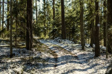 Kışın ormanda yürümek için karlı patika, kar altında merdivenlerle güneşli bir gün.