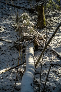 Kar, ağaç gövdeleri ve bitki örtüsü kışın soyut gür dokularla kaplanır.