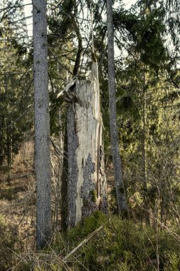 Kışın ağaçsız ve karsız bir kış ormanı. Letonya 'da park geçidi