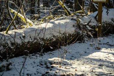 Kar, ağaç gövdeleri ve bitki örtüsü kışın soyut gür dokularla kaplanır.