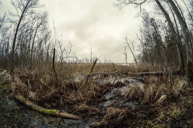 Sonbaharda gün batımında ağaçlar ve tozla dolu kirli göl.
