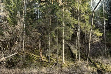 Kışın ağaçsız ve karsız bir kış ormanı. Letonya 'da park geçidi