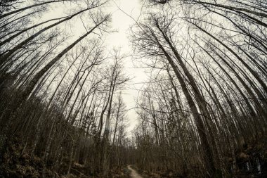 Kışın ağaçsız ve karsız bir kış ormanı. Letonya 'da park geçidi