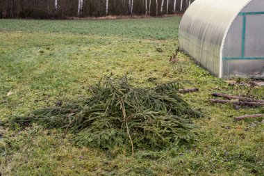 Doğa soyut desenli bitki örtüsü ve yerdeki küçük yapraklar.