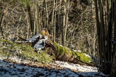 Kışın yaşlı ağaç gövdeleri ve yeşil bitki örtüsü olan orman. Ağaçların dağınık bereketi