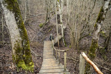 Letonya 'da sonbaharın sonlarında bankları ve patikaları olan ormandaki dinlenme kampı.