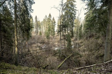 Kışın ağaçsız ve karsız bir kış ormanı. Letonya 'da park geçidi