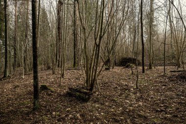 Kışın ağaçsız ve karsız bir kış ormanı. Letonya 'da park geçidi