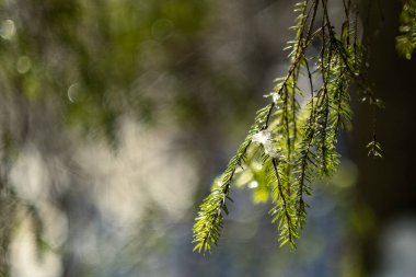 Güneşli kış mevsiminde yapraklar ve iğneler bulanık arkaplan dokusunda kar ve buzla kaplıdır.