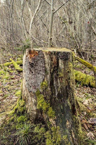 秋の晴れた日に森の木 抽象的な性質 — ストック写真