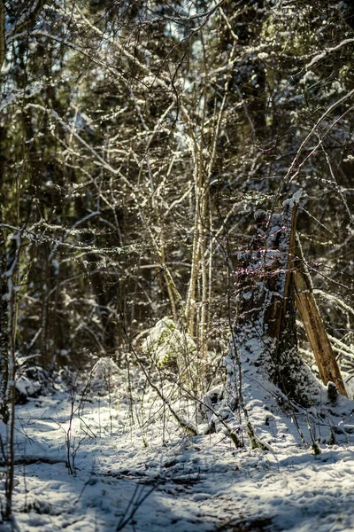 Troncos Árboles Cubiertos Nieve Vegetación Textura Exuberante Abstracta Invierno — Foto de Stock