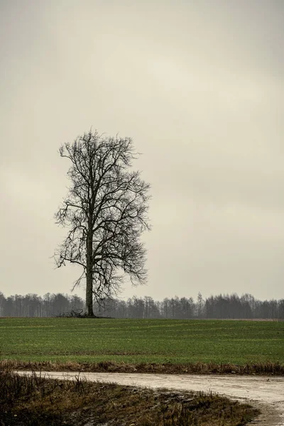 Duże Pojedyncze Drzewo Bez Liści Środku Pola Jesienią — Zdjęcie stockowe