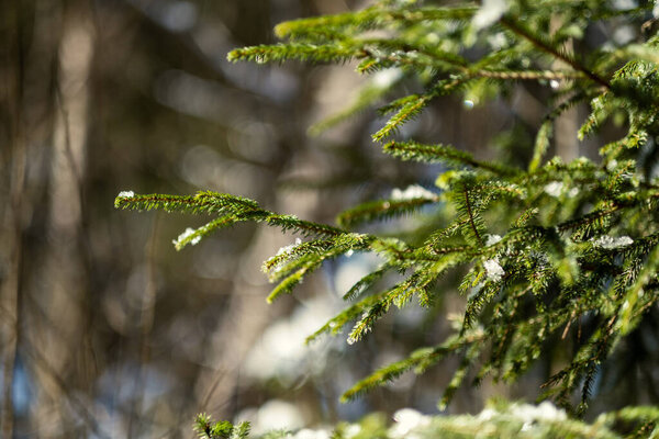 еловые листья и булавки в солнечную зиму покрыты снегом и льдом на фоне размытой текстуры
