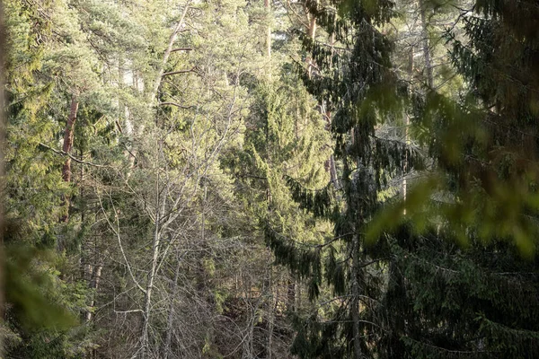 Tom Vinterskog Vintern Utan Snö Och Inga Trädlöv Park Gångväg — Stockfoto