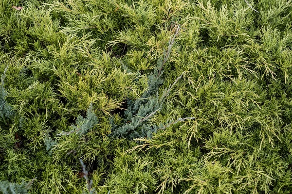 Świeże Zielone Liście Świerku Lesie Rozmytym Tłem — Zdjęcie stockowe