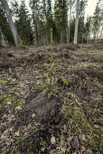 Üres Téli Erdő Télen Fák Nélkül Park Sétány Lettországban — Stock Fotó