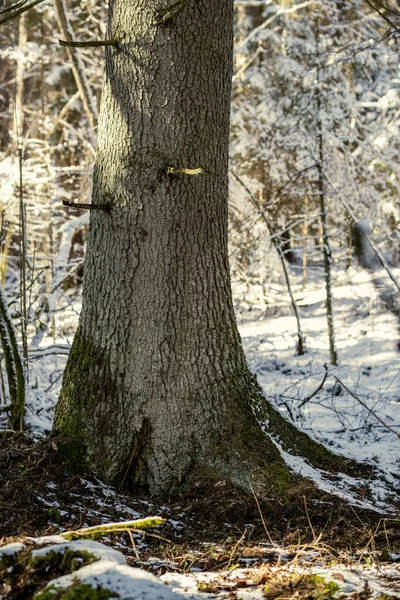 Shadows Trees Winter Forest Low Snow Green Moss — 스톡 사진