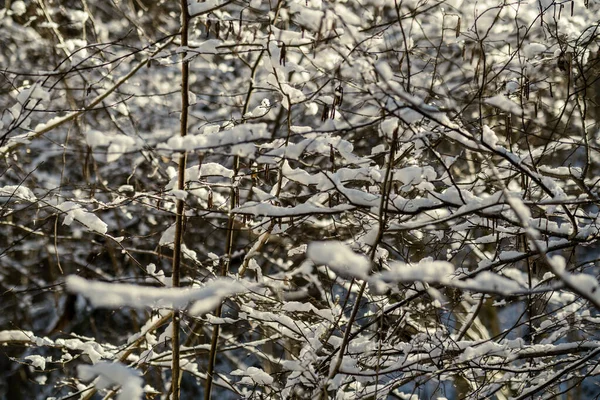 冬は雪に覆われた木の幹や植生が抽象的な緑豊かな質感で — ストック写真