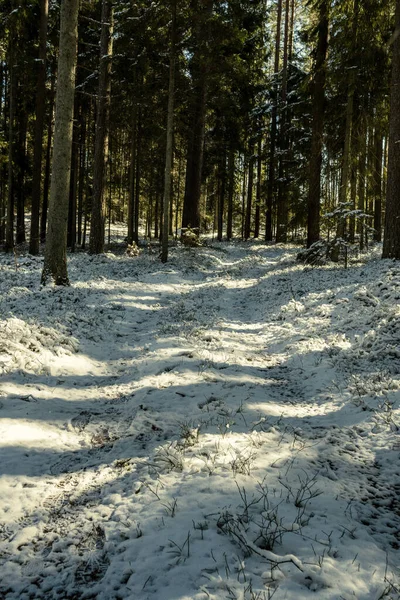 Snöig Gångväg För Skogspromenader Vintern Solig Dag Med Trappor Snö — Stockfoto