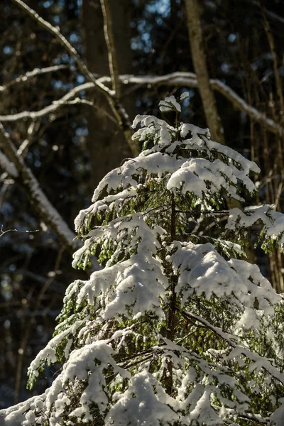 Foresta Con Vecchi Tronchi Albero Vegetazione Verde Inverno Disordinato Lussureggiante — Foto Stock