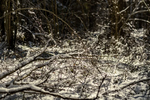 Troncos Árboles Cubiertos Nieve Vegetación Textura Exuberante Abstracta Invierno —  Fotos de Stock