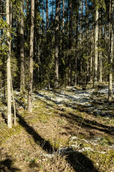 Σκιές Κάτω Από Δέντρα Στο Χειμερινό Δάσος Χαμηλό Χιόνι Και — Φωτογραφία Αρχείου