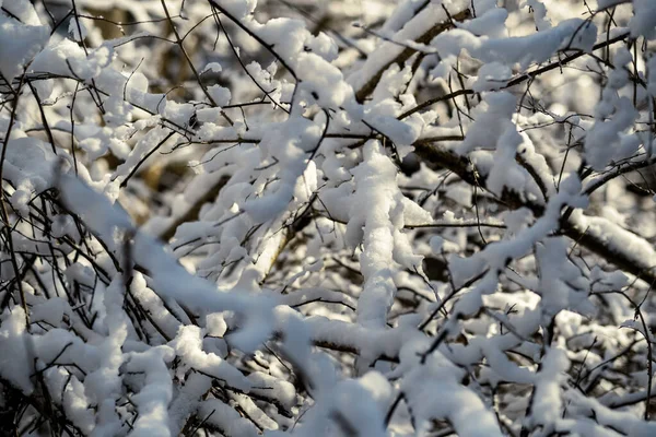 Troncos Árboles Cubiertos Nieve Vegetación Textura Exuberante Abstracta Invierno — Foto de Stock