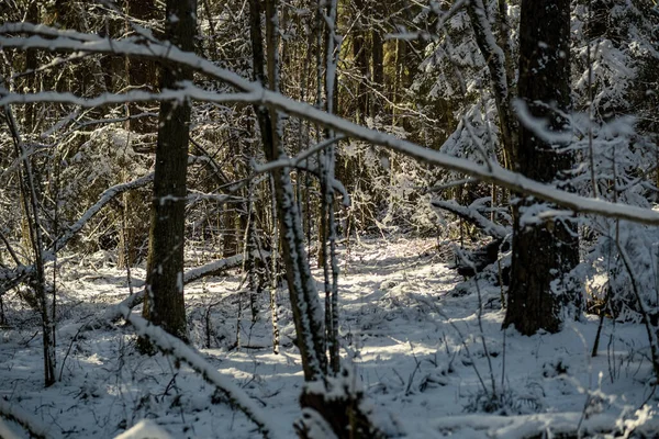 Tronchi Albero Ricoperti Neve Vegetazione Astratta Texture Lussureggiante Inverno — Foto Stock