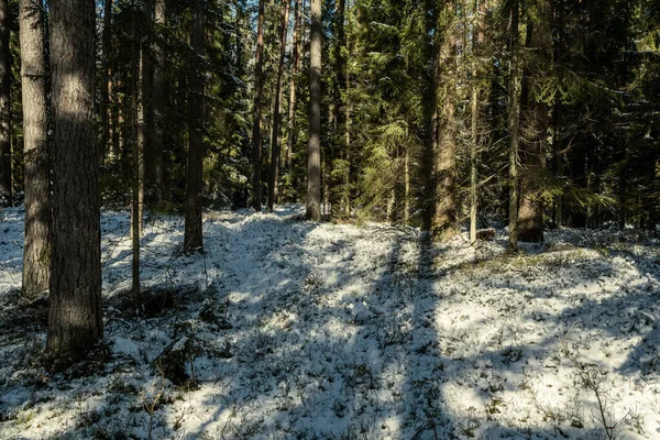 Тени Деревьями Зимнем Лесу Низким Снегом Зеленым Мхом — стоковое фото