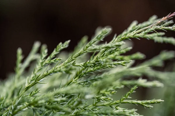 Feuilles Fraîches Épinette Verte Forêt Avec Fond Flou — Photo