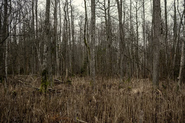 Prázdný Zimní Les Zimě Bez Sněhu Bez Listů Stromů Park — Stock fotografie