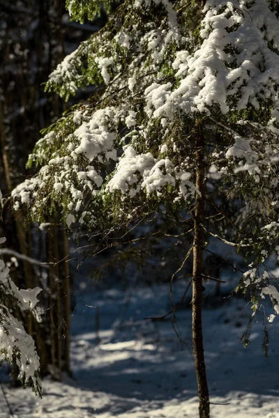 冬に古い木の幹と緑の植生を持つ森 緑豊かな木々が生い茂り — ストック写真