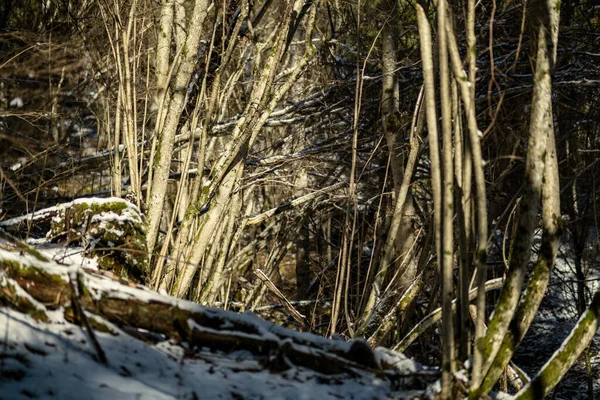 Snow Covered Tree Trunks Vegetation Abstract Lush Texture Winter — 스톡 사진