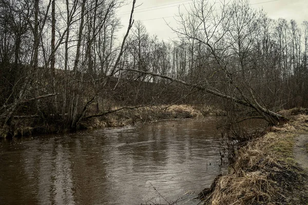 在没有雪的情况下 拉脱维亚森林河流Mergupe冬季景观 慢速快门速度 — 图库照片