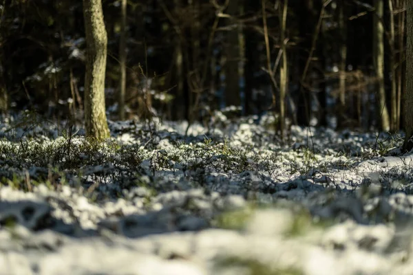 Ombre Sotto Gli Alberi Nella Foresta Invernale Con Neve Bassa — Foto Stock