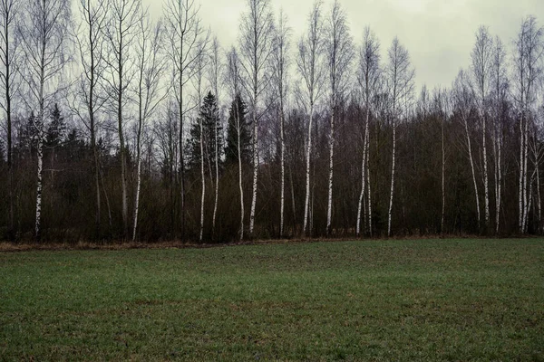 Des Arbres Forestiers Par Une Journée Ensoleillée Automne Caractère Abstrait — Photo