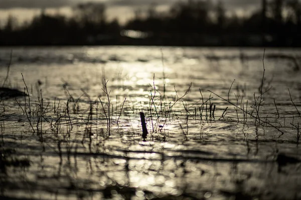 Dirty Lake Trees Dust Water Sunset Autumn — Photo